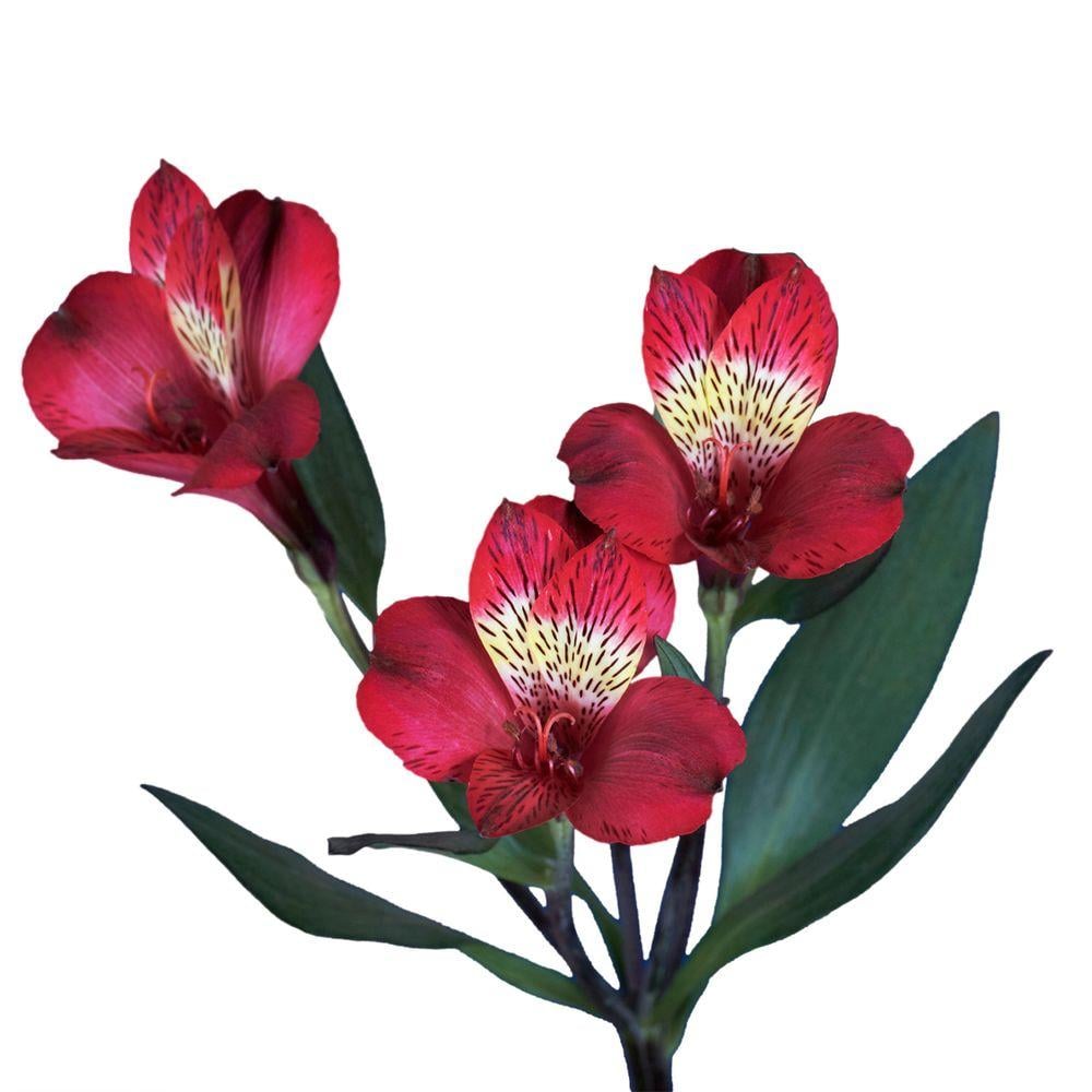 Globalrose Fresh Red Alstroemeria Flowers