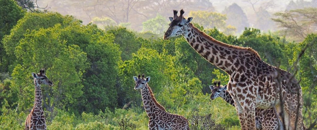 Photo of Wildlife in Tanzania