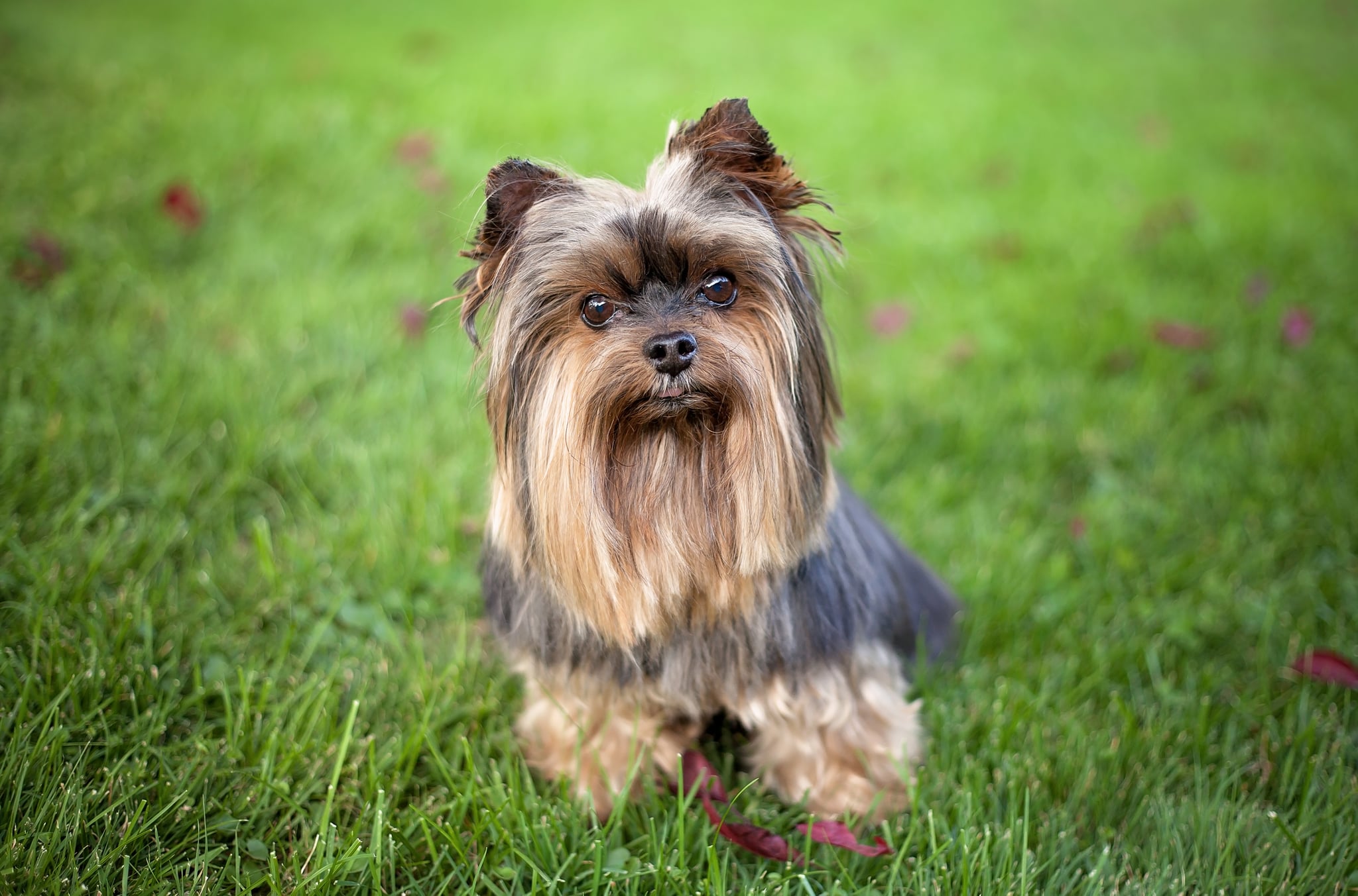 Yorkshire Terrier These 15 Adorable Dog Breeds Don t Shed So
