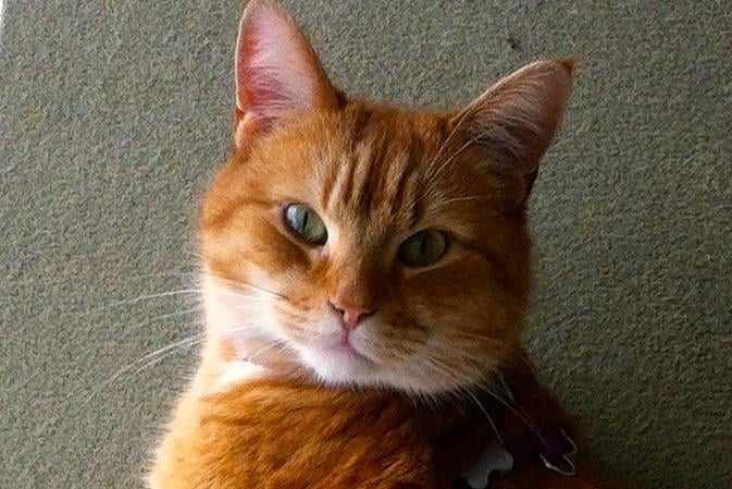 StreetCat Bob, 71K Followers