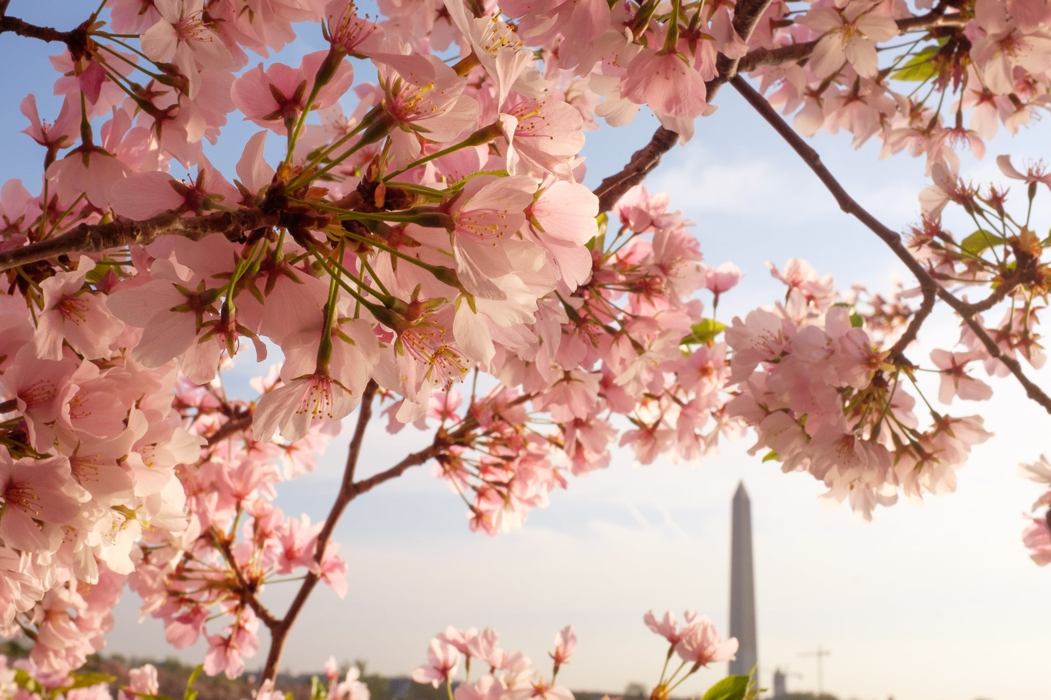 Best Places To See Spring Flowers Popsugar Smart Living