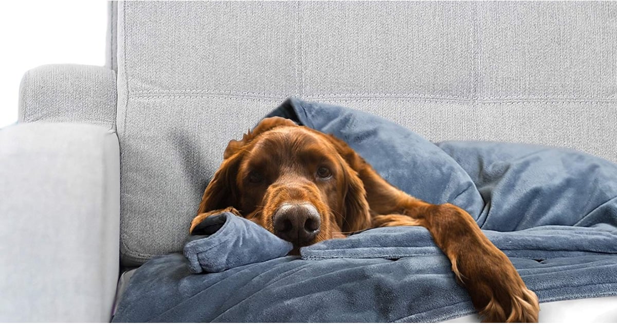 Best Weighted Blanket For Pets | POPSUGAR Family
