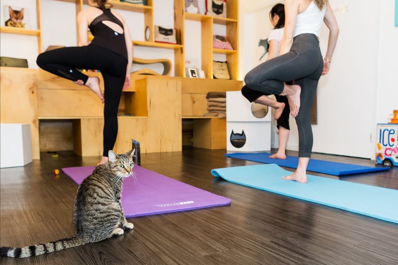 Cat Yoga Class PS Pets