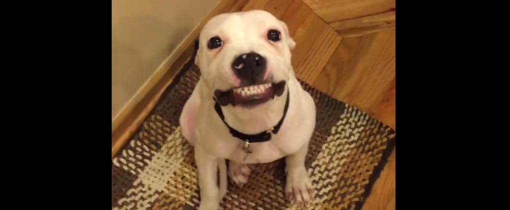Dog Smiling For Picture | Video