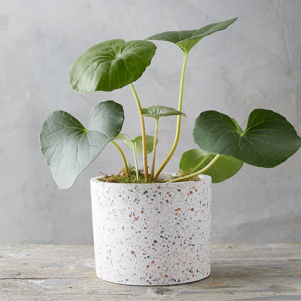 Terrazzo Planter