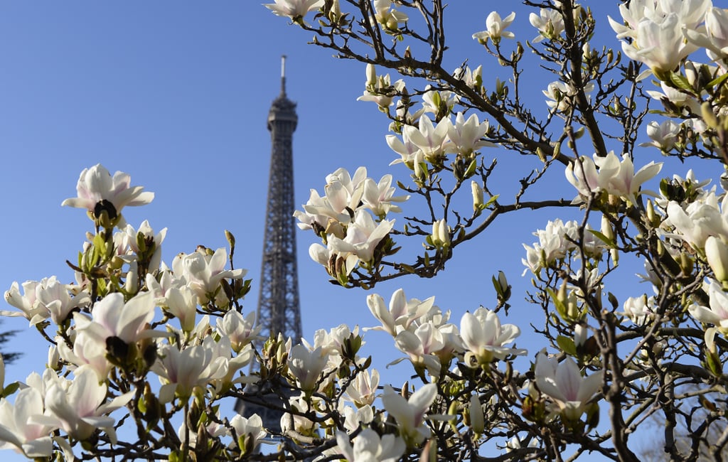 Flowers bloomed around the Eiffel Tower in Paris.