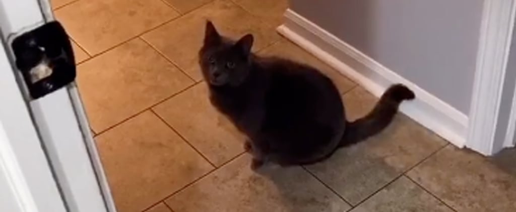 TikTok Video of a Cat Saying "Are You Coming?"