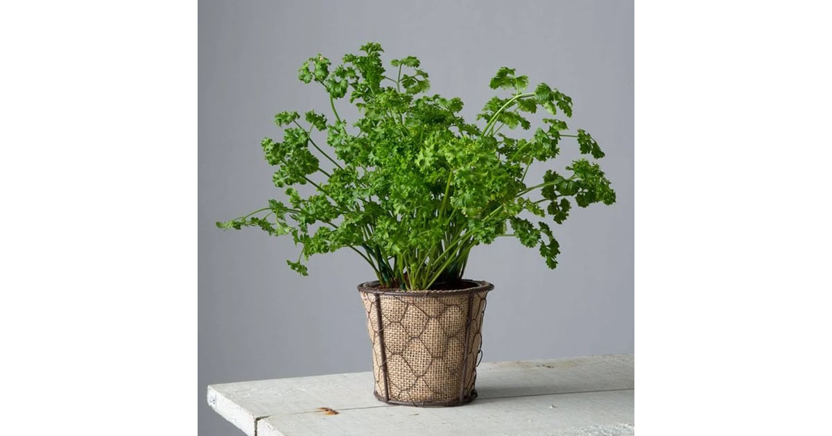Parsley Plant How to Keep Bugs Out of the Garden POPSUGAR Home UK