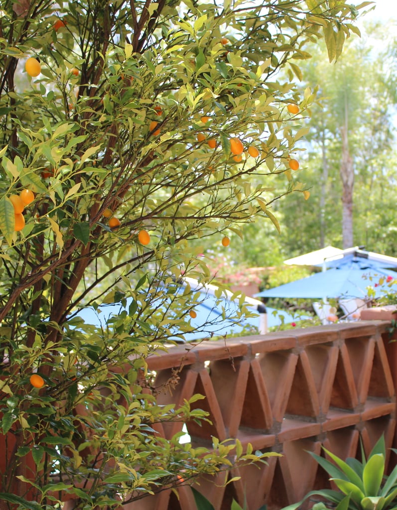 Potted Citrus Trees