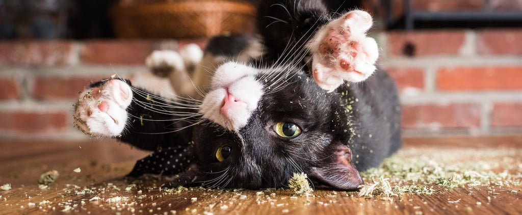 A Photographer Takes Pictures of Cats "High" on Catnip, and It'll Be Your New Favorite Thing