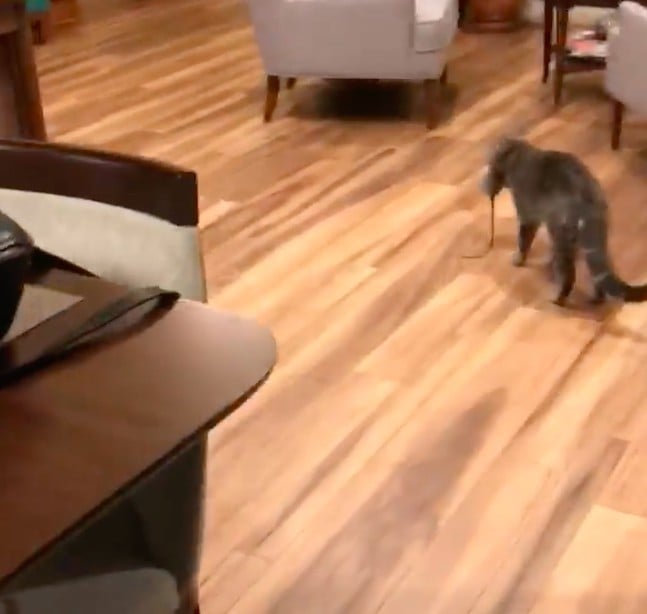Cat Brings Rat Into the House POPSUGAR Family