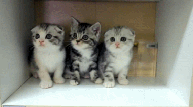 Your love for kittens, dolphins, puppies, and cheetahs is infinite.