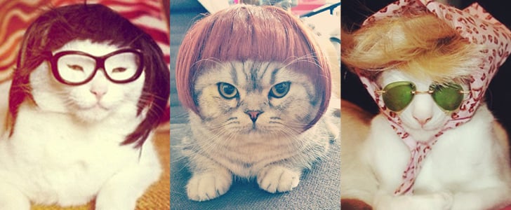 Cats Wearing Wigs