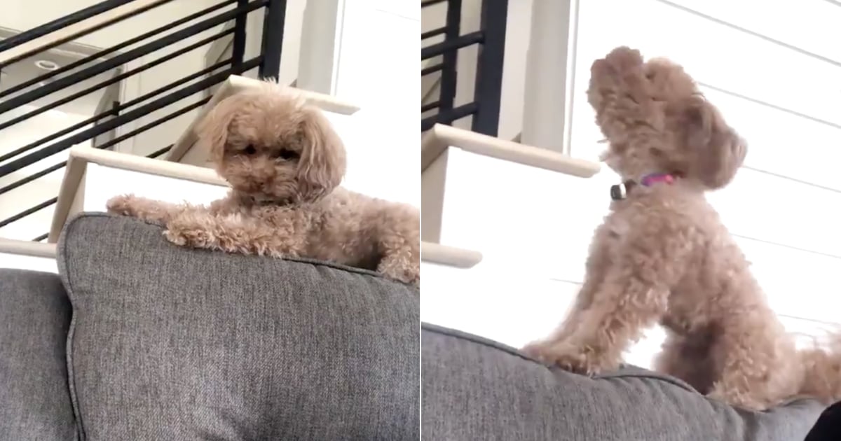 Video of Dog Throwing a Tantrum Over Waffles POPSUGAR Pets