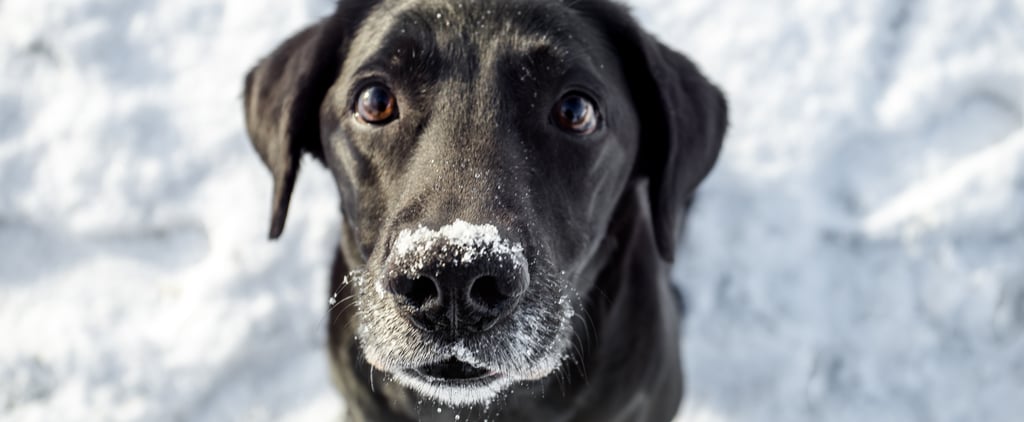 When Is It Too Cold to Take Your Dog Outside?