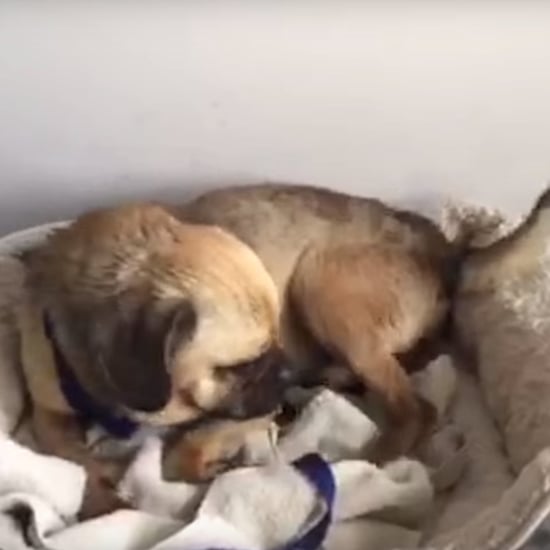 Rescued Dog Gets His First Real Bed | Video