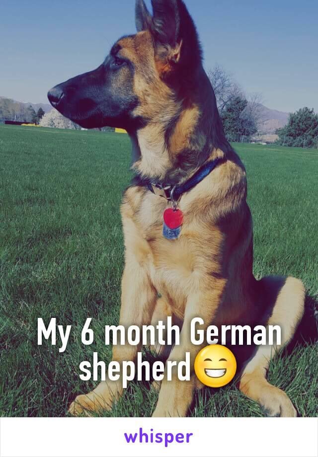 Dog-Lovers on Whisper