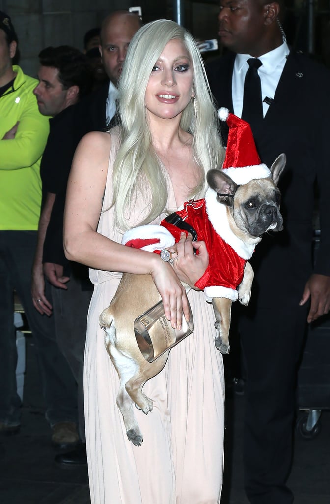 Lady Gaga and Taylor Kinney Dress Their Dogs Like Santa