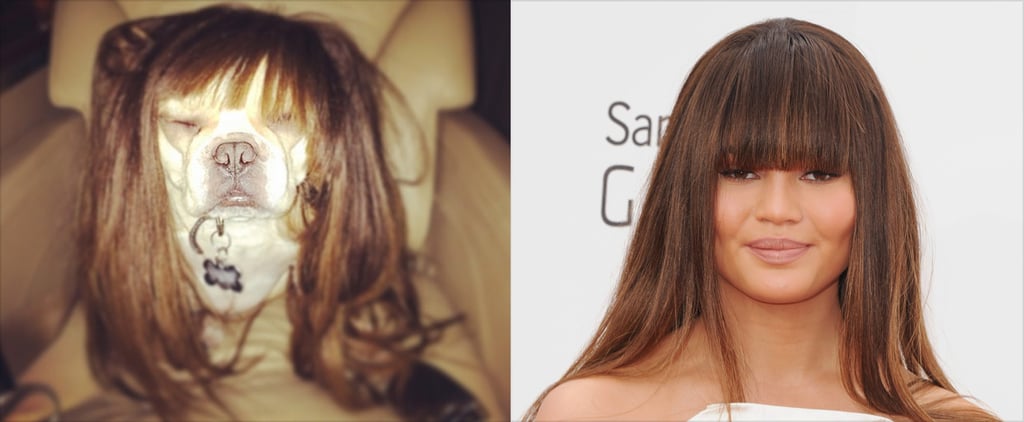 Chrissy Teigen Dog Wig