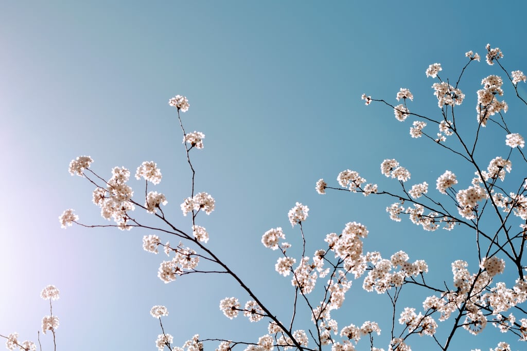 Spring Desktop Wallpapers: Cherry Blossoms