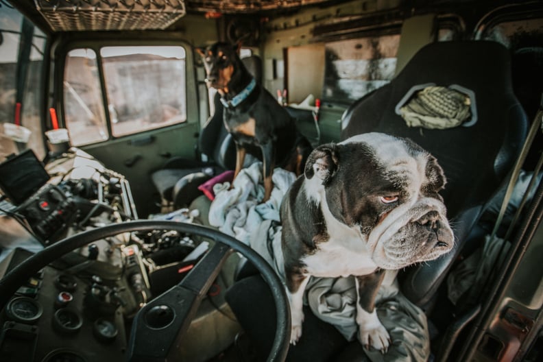 Just Look at These Two Holding Down the Fort in the Truck's Cab!