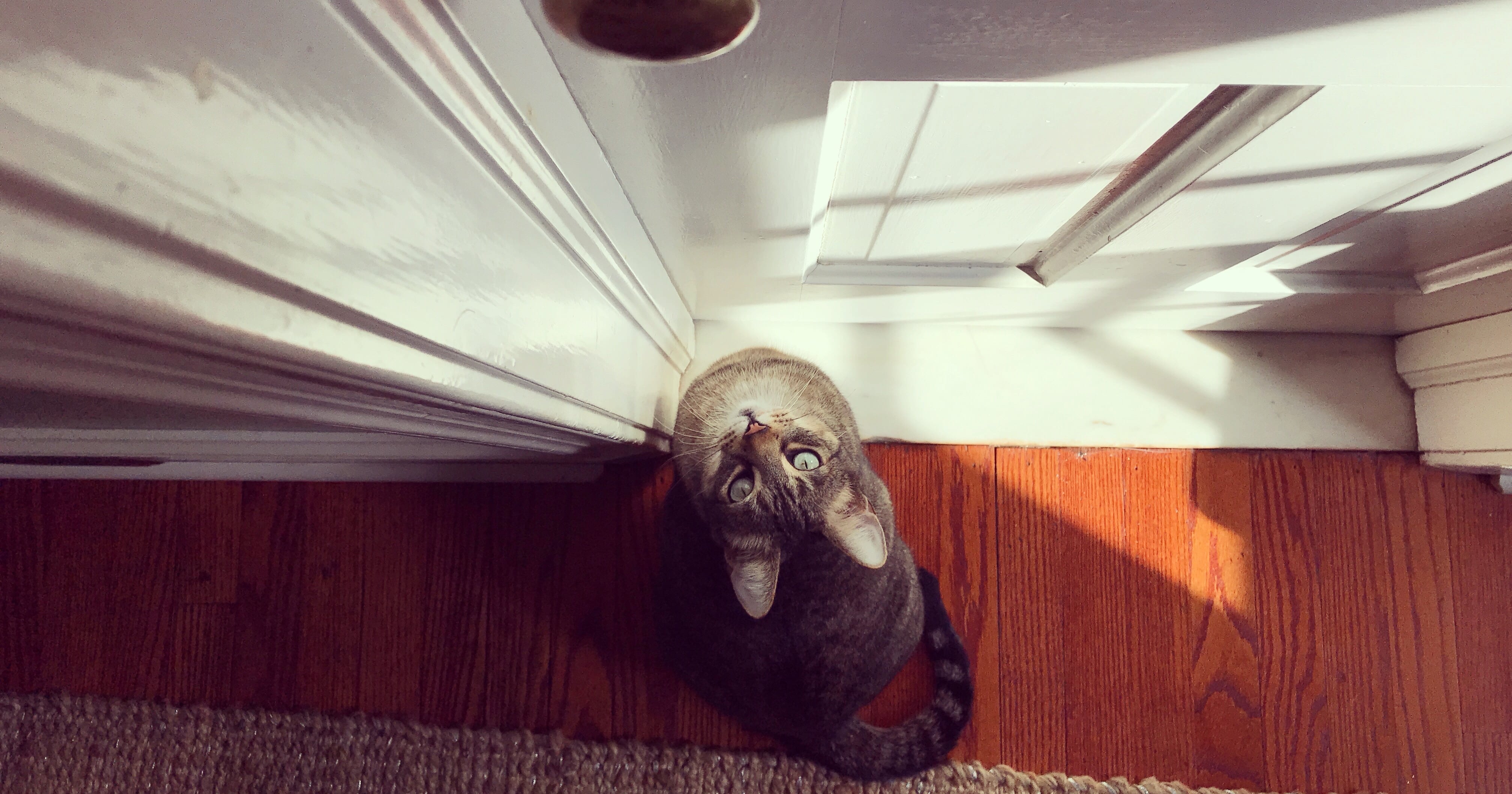 Why Do Cats Hate Closed Doors? POPSUGAR Pets