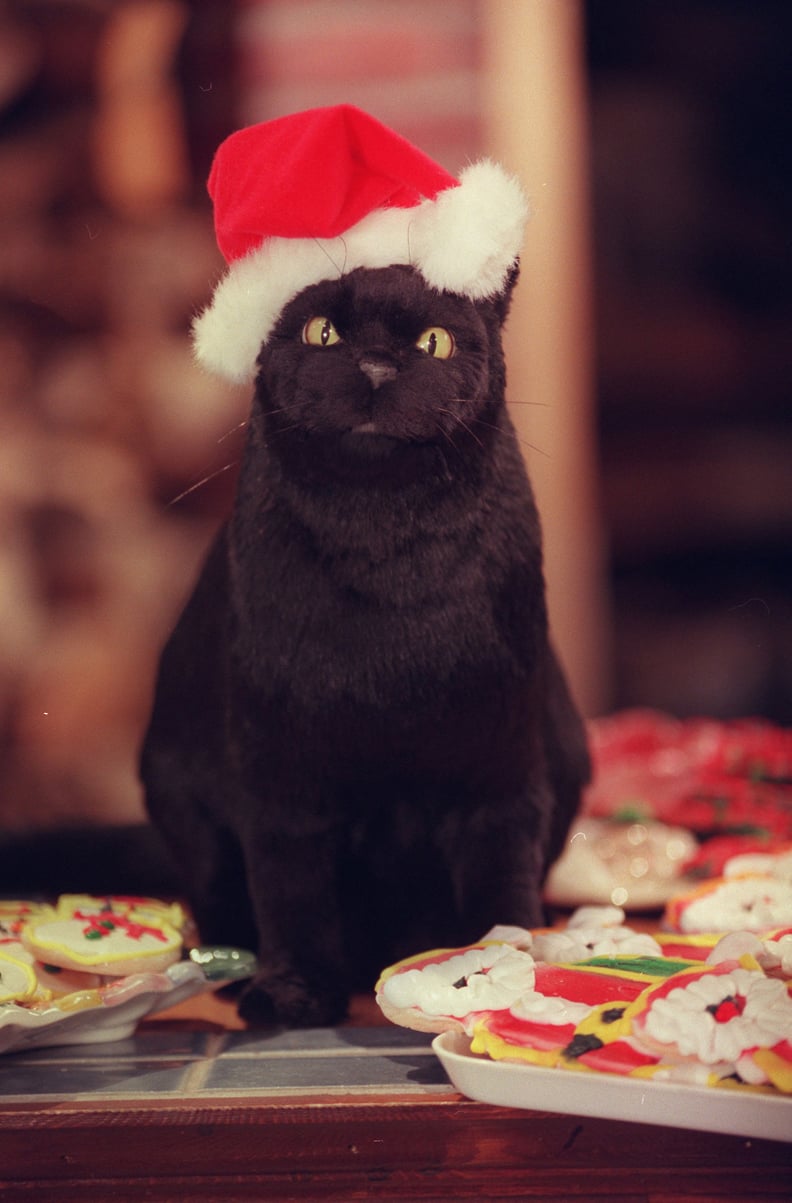 Salem the Cat in a Santa Hat