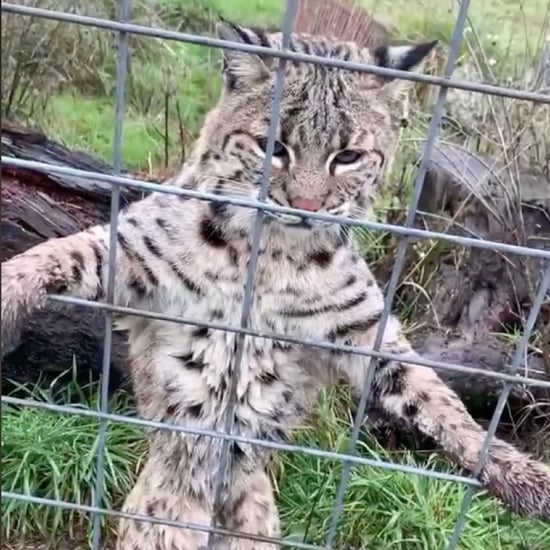 TikTok Videos of a Woman Feeding Big Cats Meat at Sanctuary