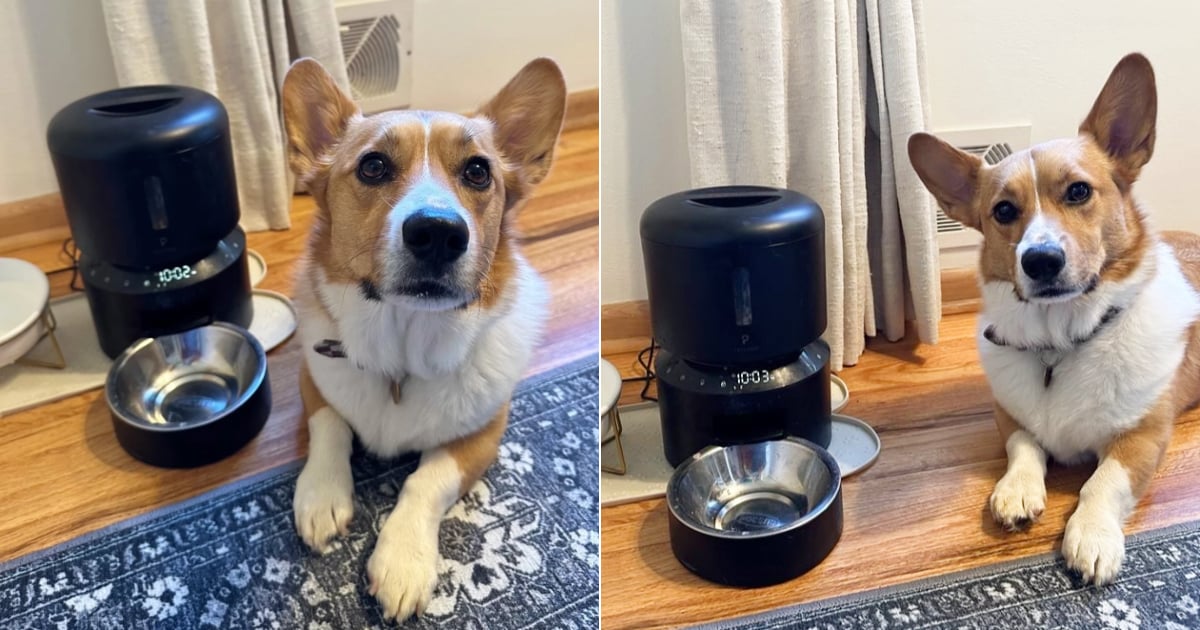PETLIBRO Automatic Dog Feeder Review With Photos