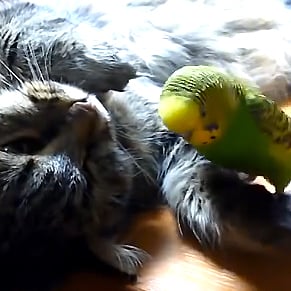 Sleeping Cat and Parakeet I Video