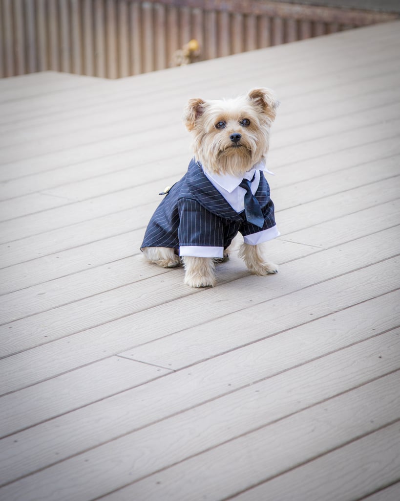 Dogs in Weddings