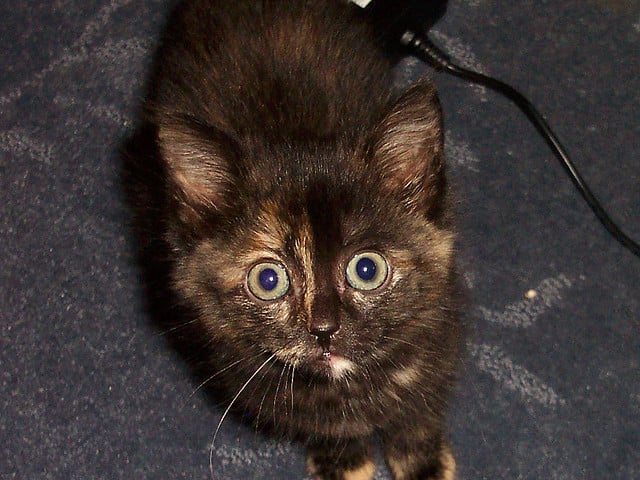 Egad! You have got to do something about that hair!
Source: Flickr user buildscharacter