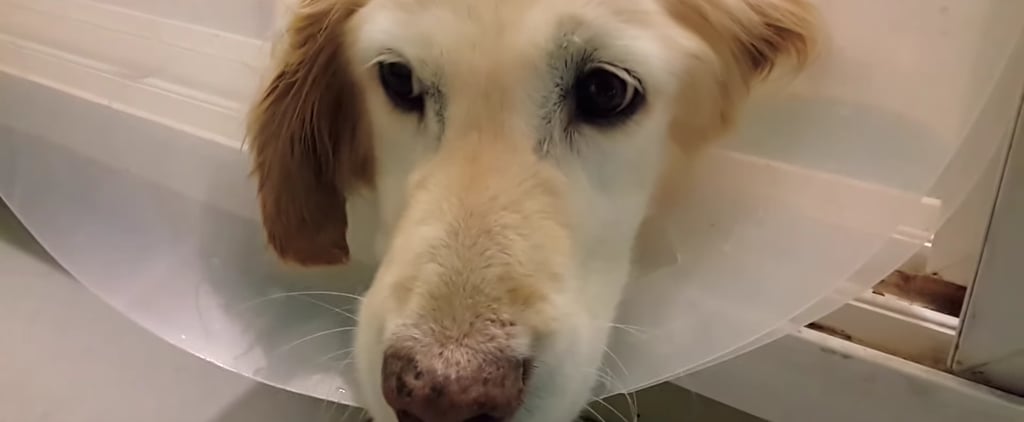 Dog Loses Paws in South Korea Meat Market | Video
