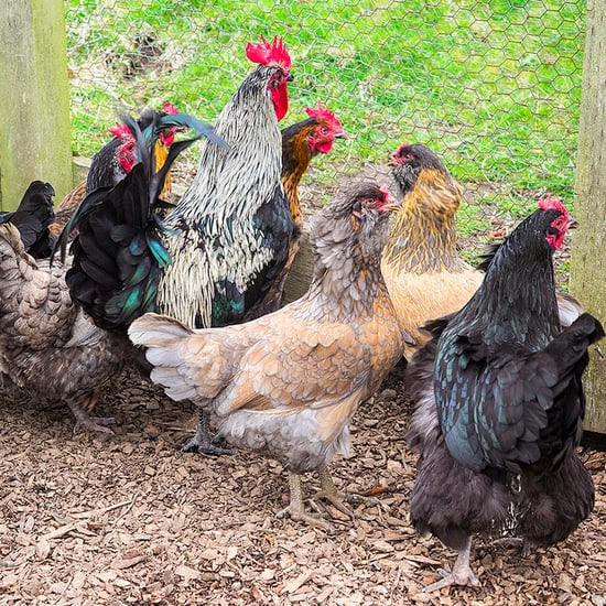 The Pros and Cons of Backyard Chickens