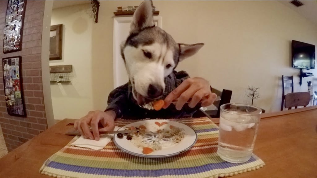 Gohan the Husky going HAM on his meal.