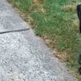 We Can't Get Enough of This Great Dane Who Loves Playing With His New Kitten