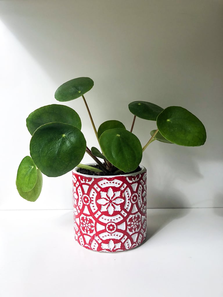 Pilea Peperomioides Plant