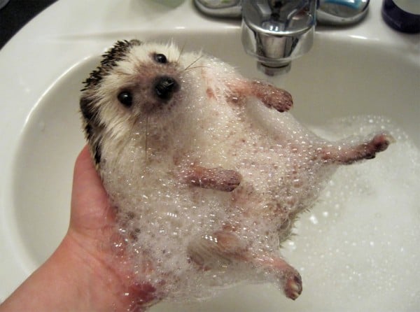 Hedgehog Bath Time