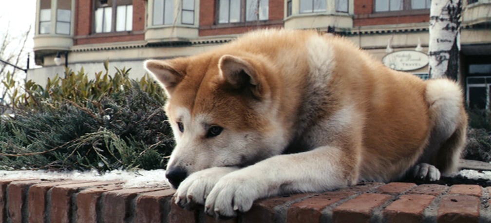 Hachi and Parker
