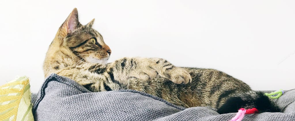Why I'm a Cat Person