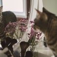 Everything You Need to Know About Why Your Cat Scratches Mirrors, Straight From Vets