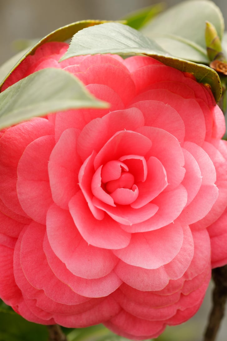 camellia poisonous to dogs