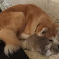 Because Every Dog Needs a Fluffy Bunny Pillow
