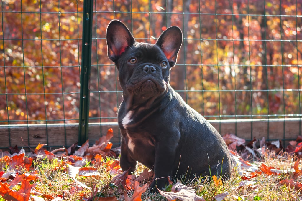 Cute Photos of Dogs in the Fall