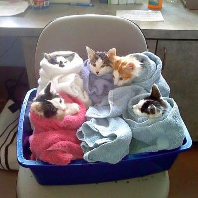 Emergency Kittens Twitter