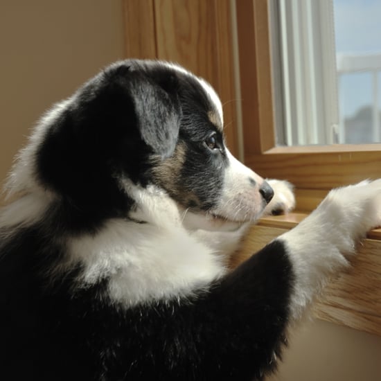 Dog Crying When Owner Leaves | Video