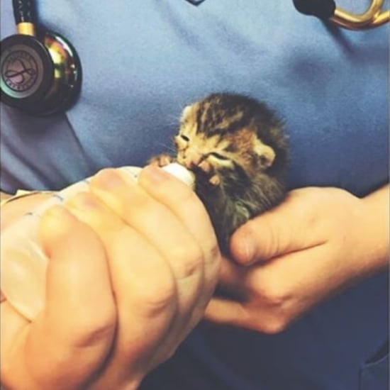 Photos of Kittens Being Bottle Fed