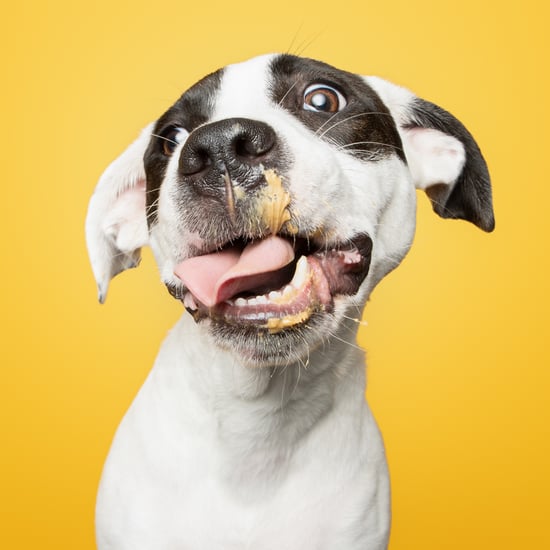 Photos of Rescue Puppies Eating Peanut Putter | Greg Murray