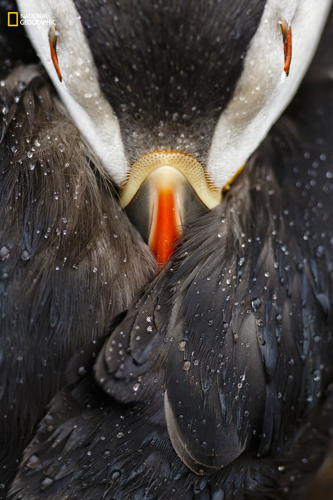 Animal Portraits, Third Place — Puffin studio