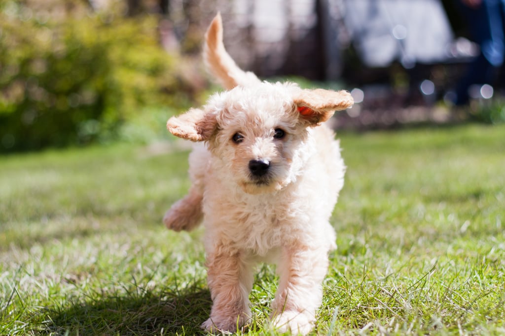 Cute Pictures of Labradoodles